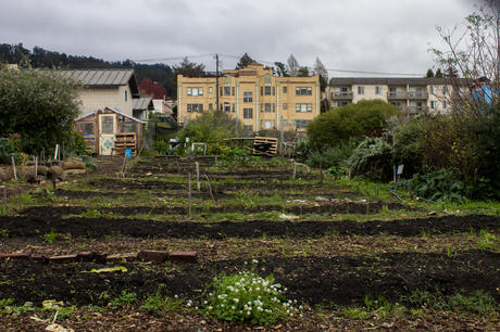 Student Organic Oasis